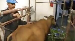 ZOO Porn video for FREE